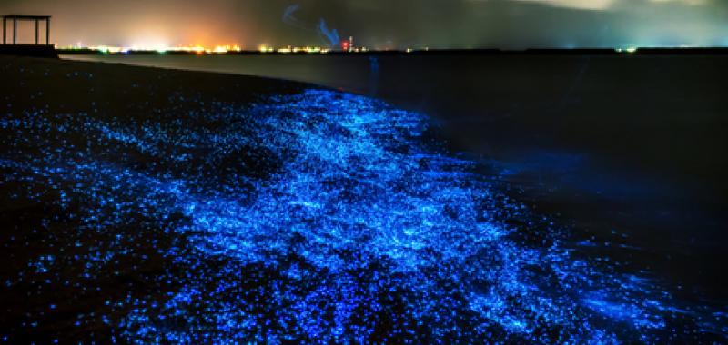 Mar de estrellas, Maldivas
